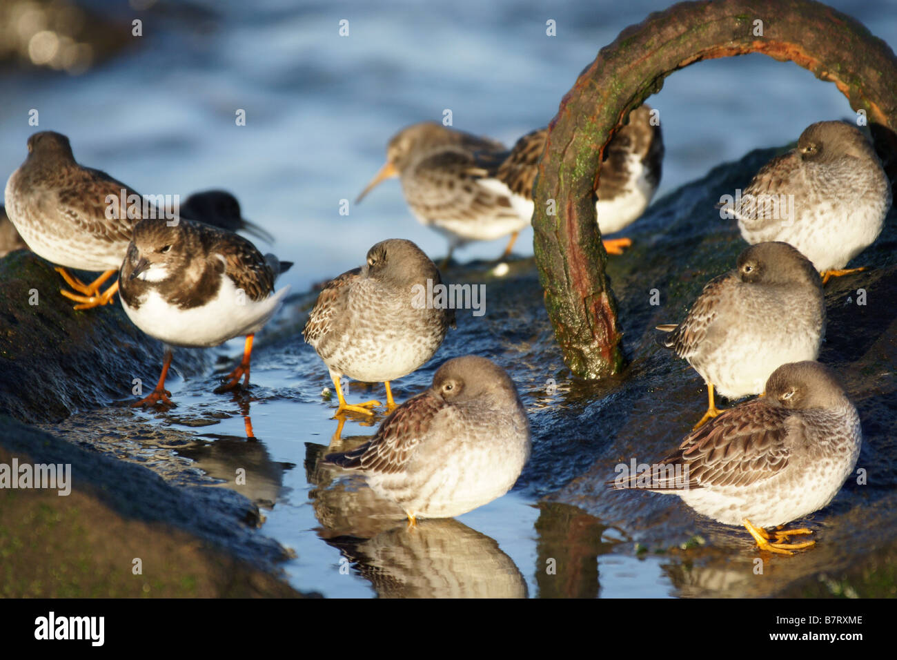 Molti uccelli seduta in attesa della pozza di acqua di mare su roccia sleeping Foto Stock