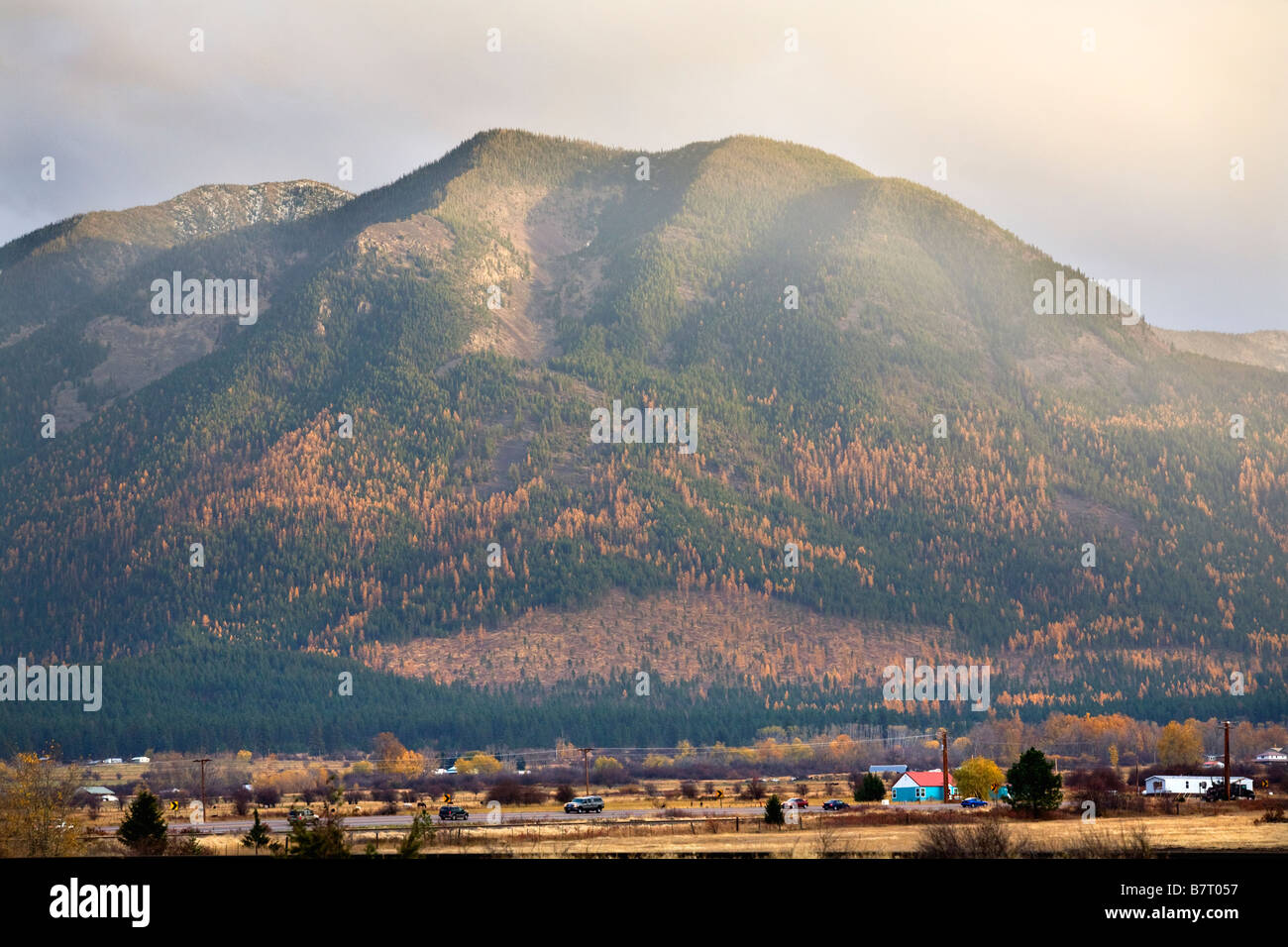 Agriturismo colline con Giallo Tamarack alberi colori autunnali larga montagna Missoula Montana Foto Stock