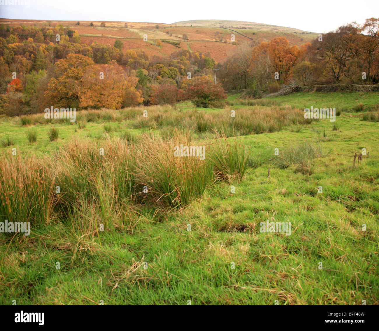 In autunno gli alberi nella campagna Cumbria Inghilterra Foto Stock