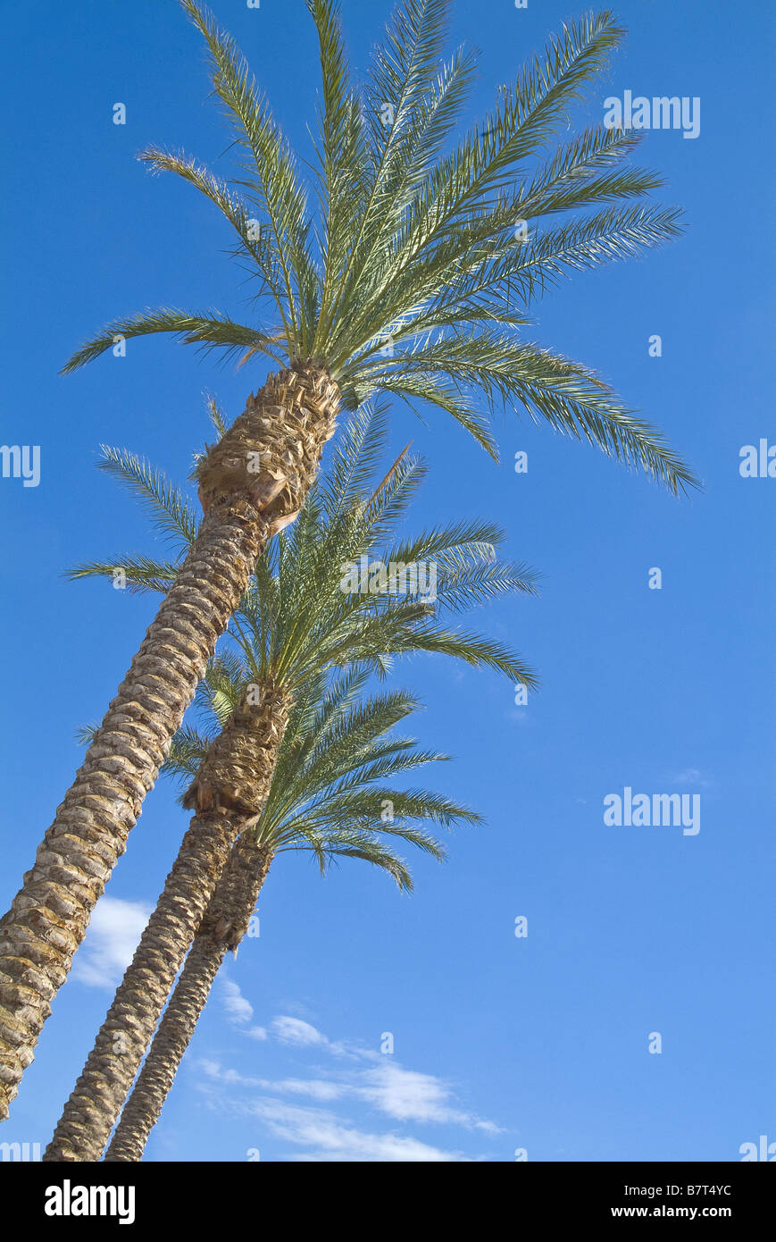 Fila di palme Phoenix in Arizona, Stati Uniti d'America Foto Stock