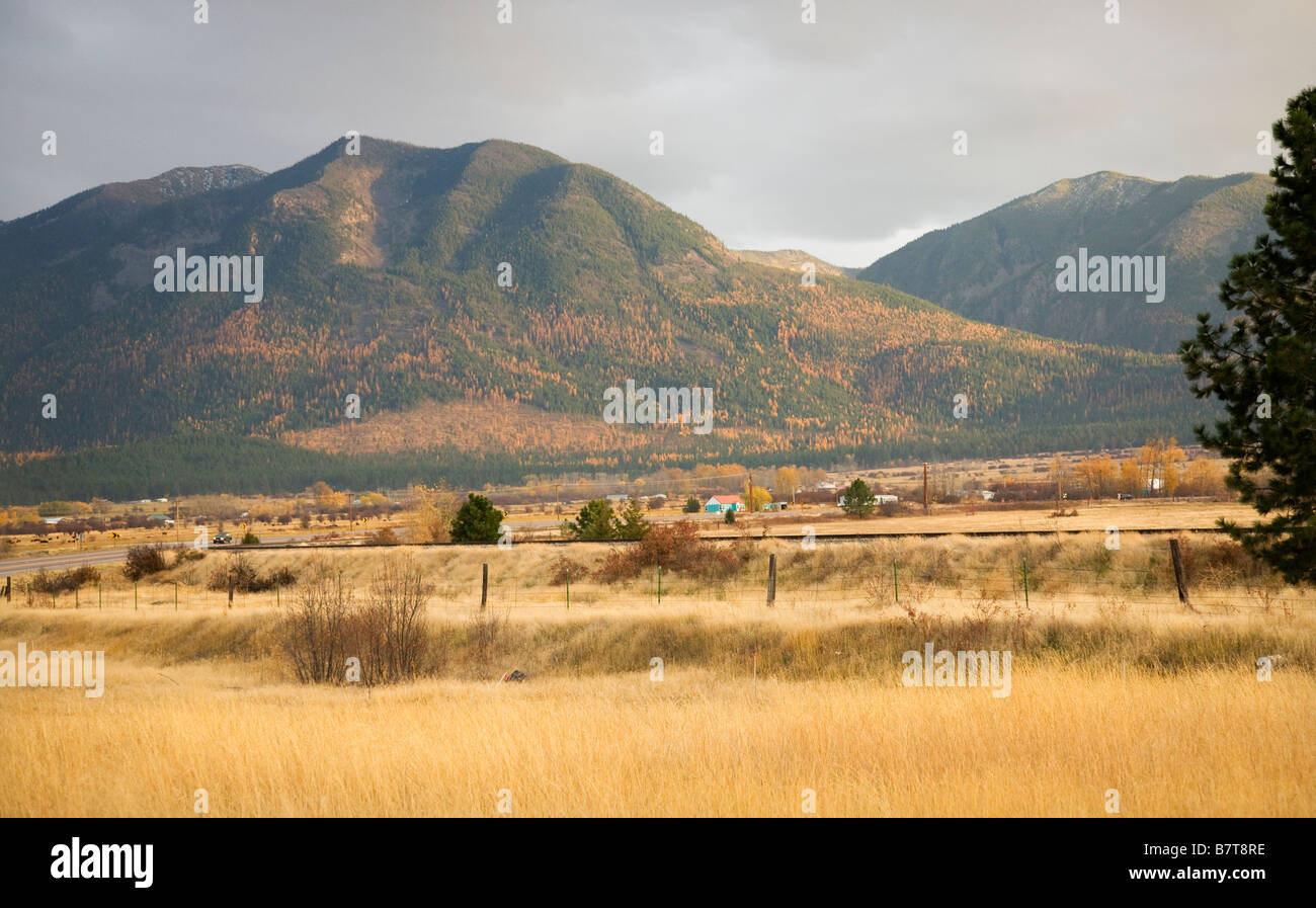Agriturismo colline con Aspens Giallo Autunno colori e giallo Erba del filo spinato Missoula Montana Foto Stock