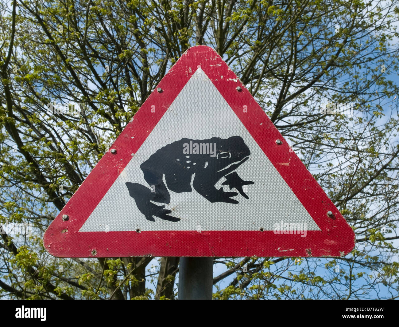 Un britannico cartello stradale che richiede i driver per evitare i rospi in carreggiata in primavera Foto Stock