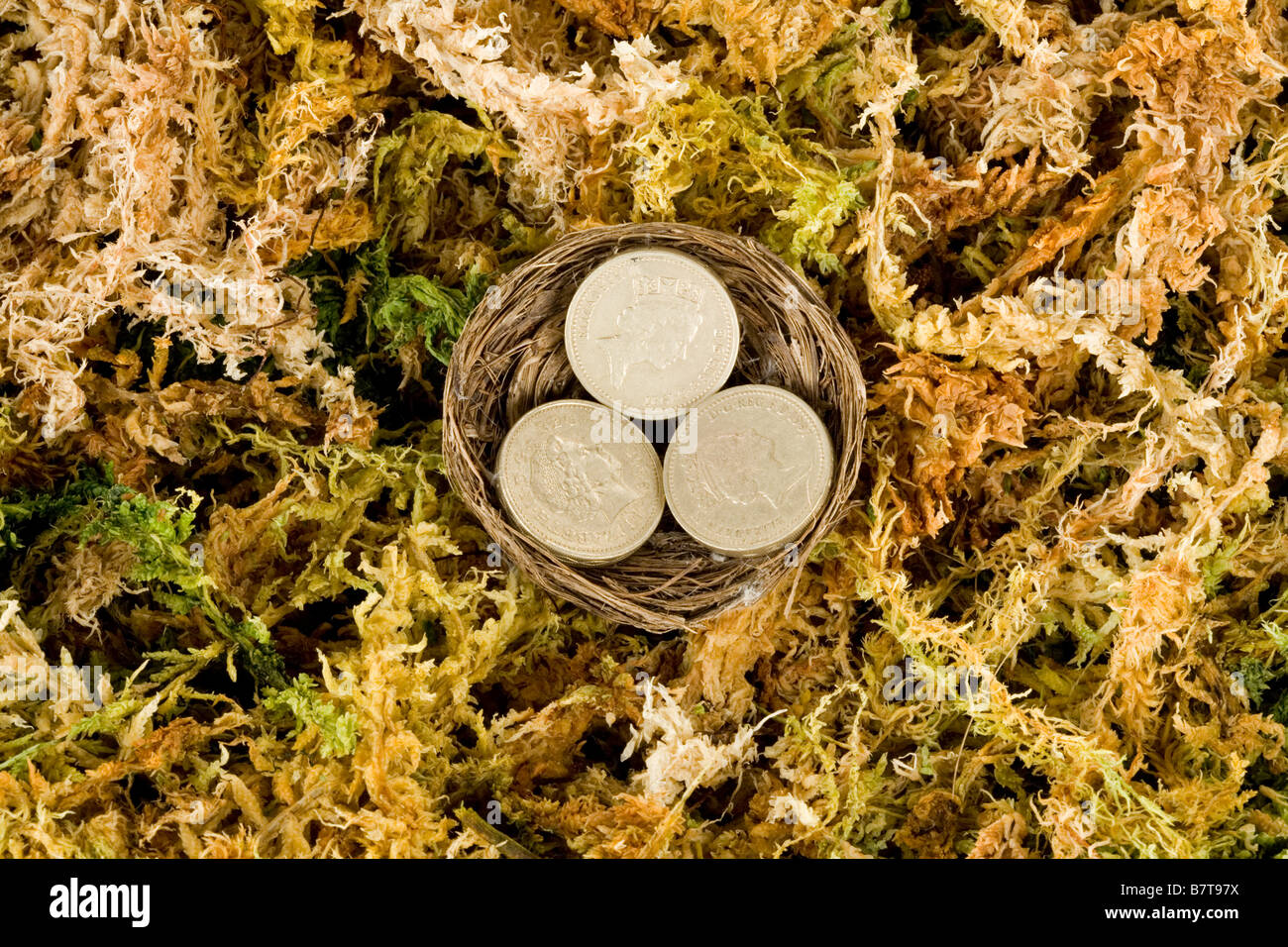 Un nido con tre monete cancelletto Foto Stock