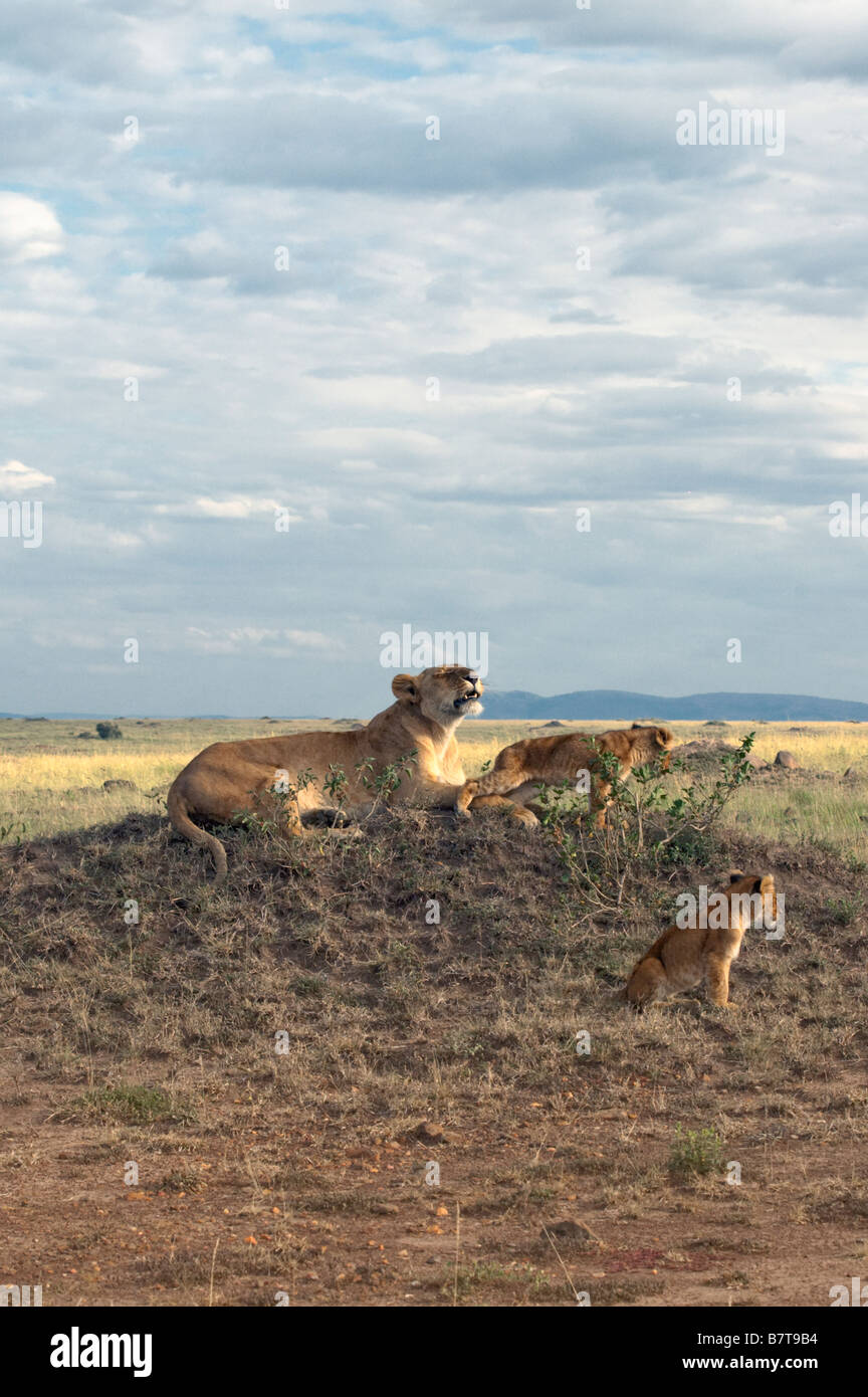 Leonessa africana ringhio fuori mentre cubs giocare davanti a lei Foto Stock