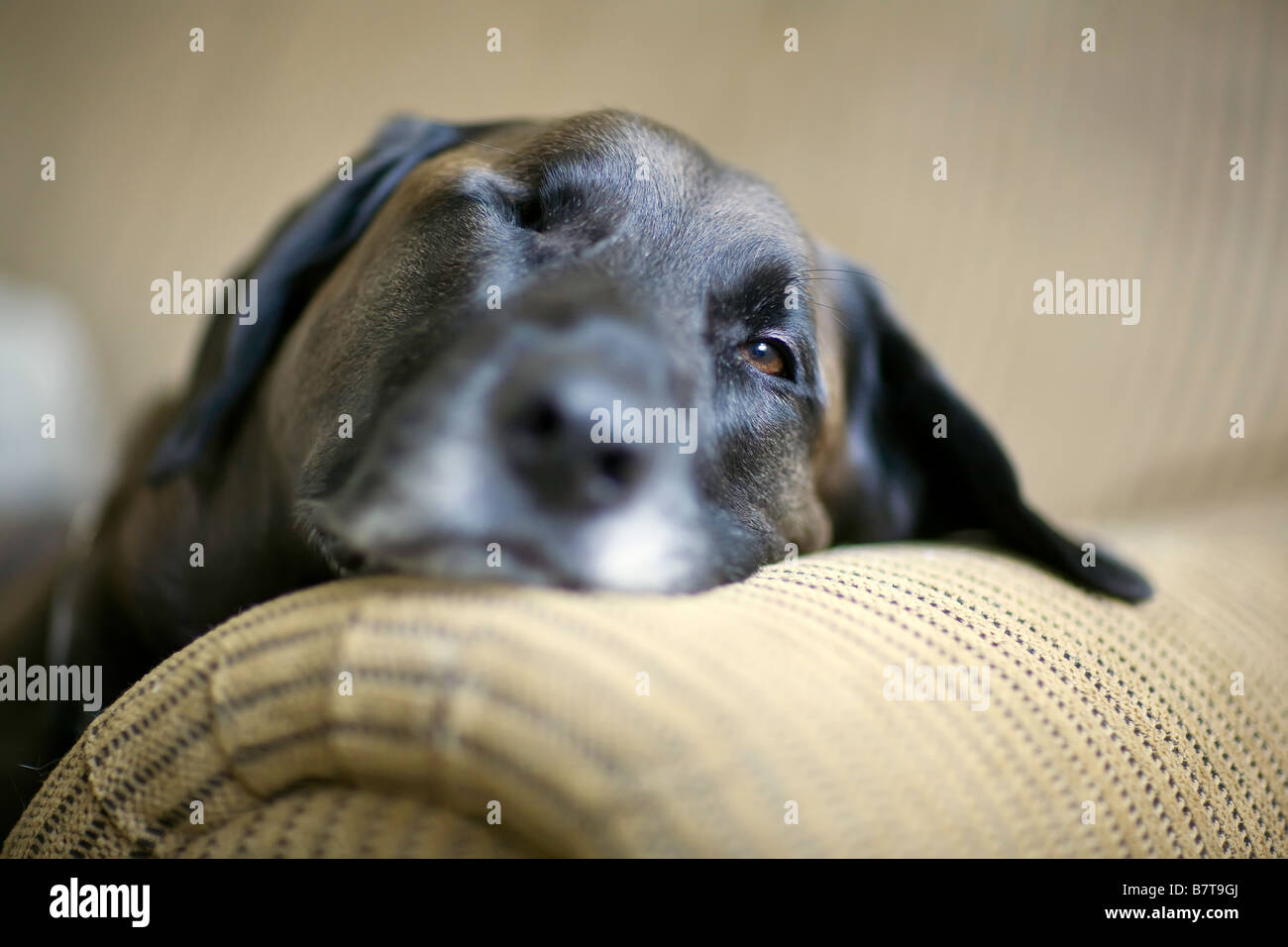 Ritratto di uno eyed cane senior rilassante sul lettino. Foto Stock