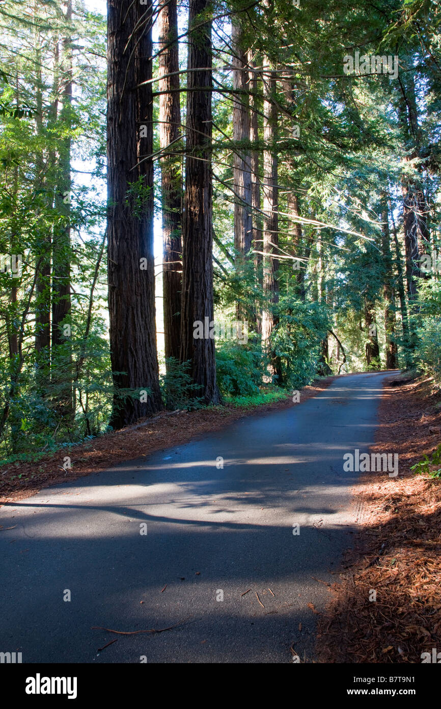 Stretta strada fiancheggiata da alberi di sequoia vicino al Big Sur Lodge, Julia Pfeiffer Burns State Park, Big Sur Costa, CALIFORNIA, STATI UNITI D'AMERICA Foto Stock