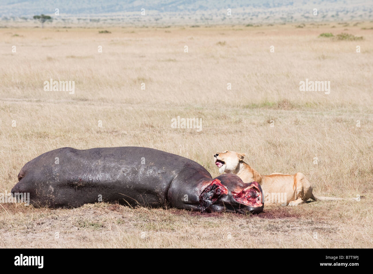 Leonessa africana posa accanto al decadimento rimane di Ippona kill Foto Stock