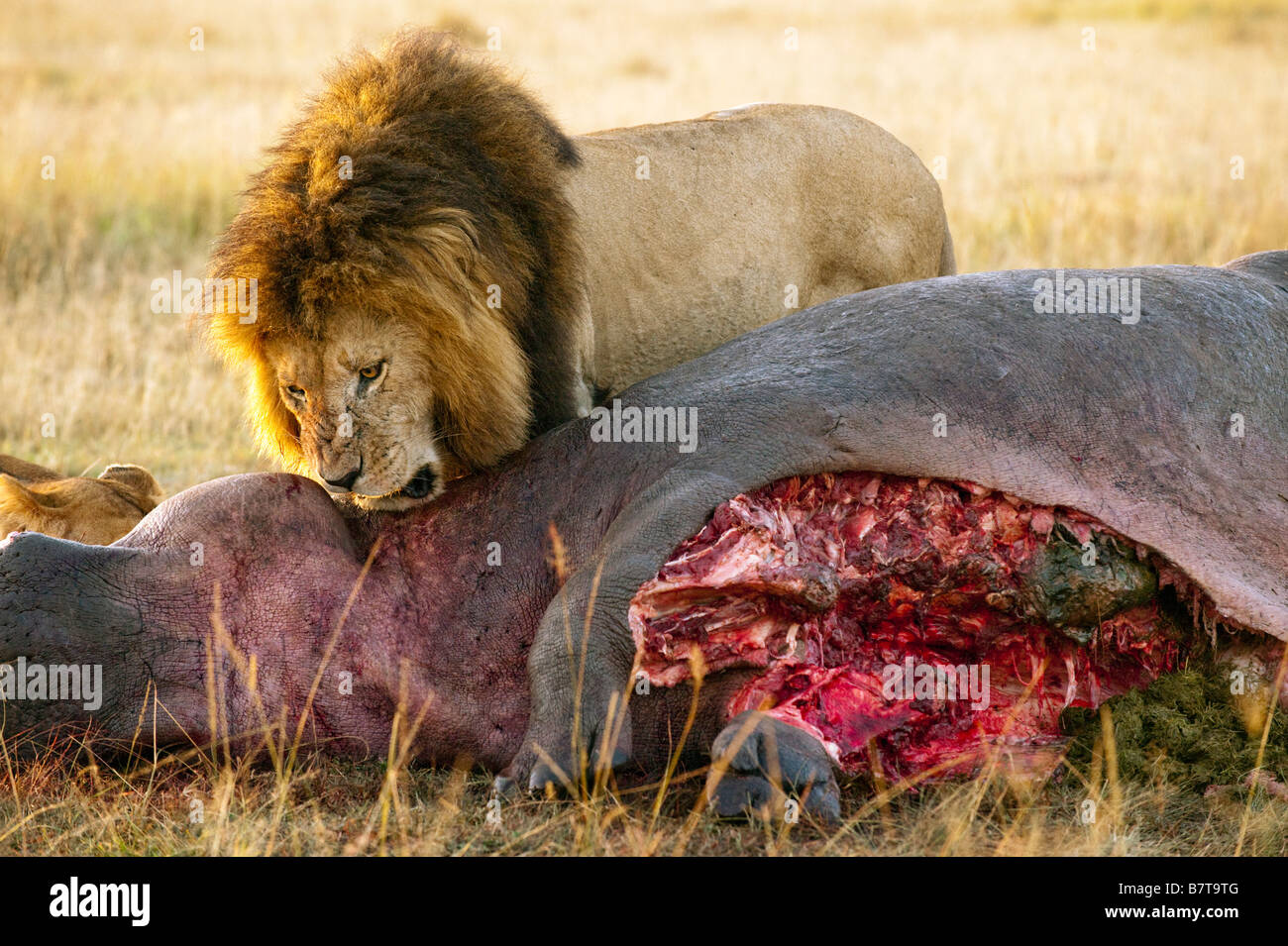 Maschio di leone Panthera Leo sul suo kill Foto Stock