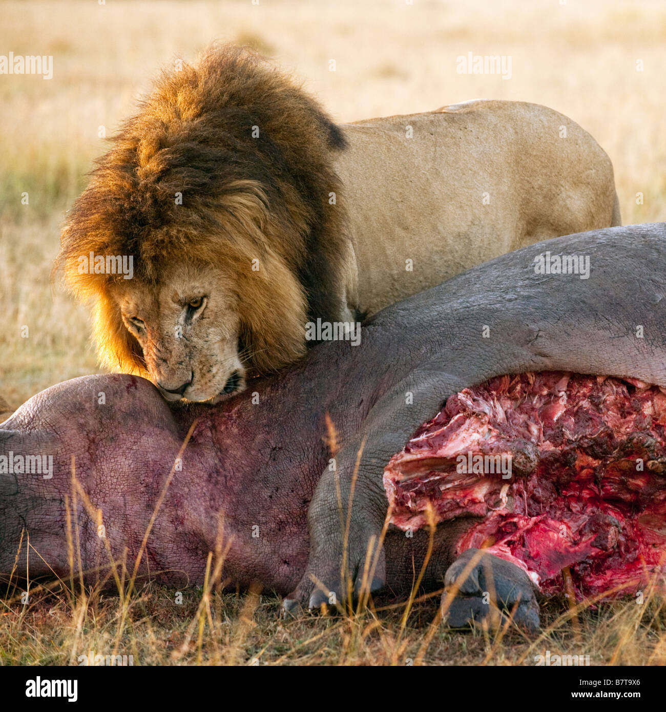 Coppia lion assaporerete il suo kill a Masai Mara National Park Foto Stock