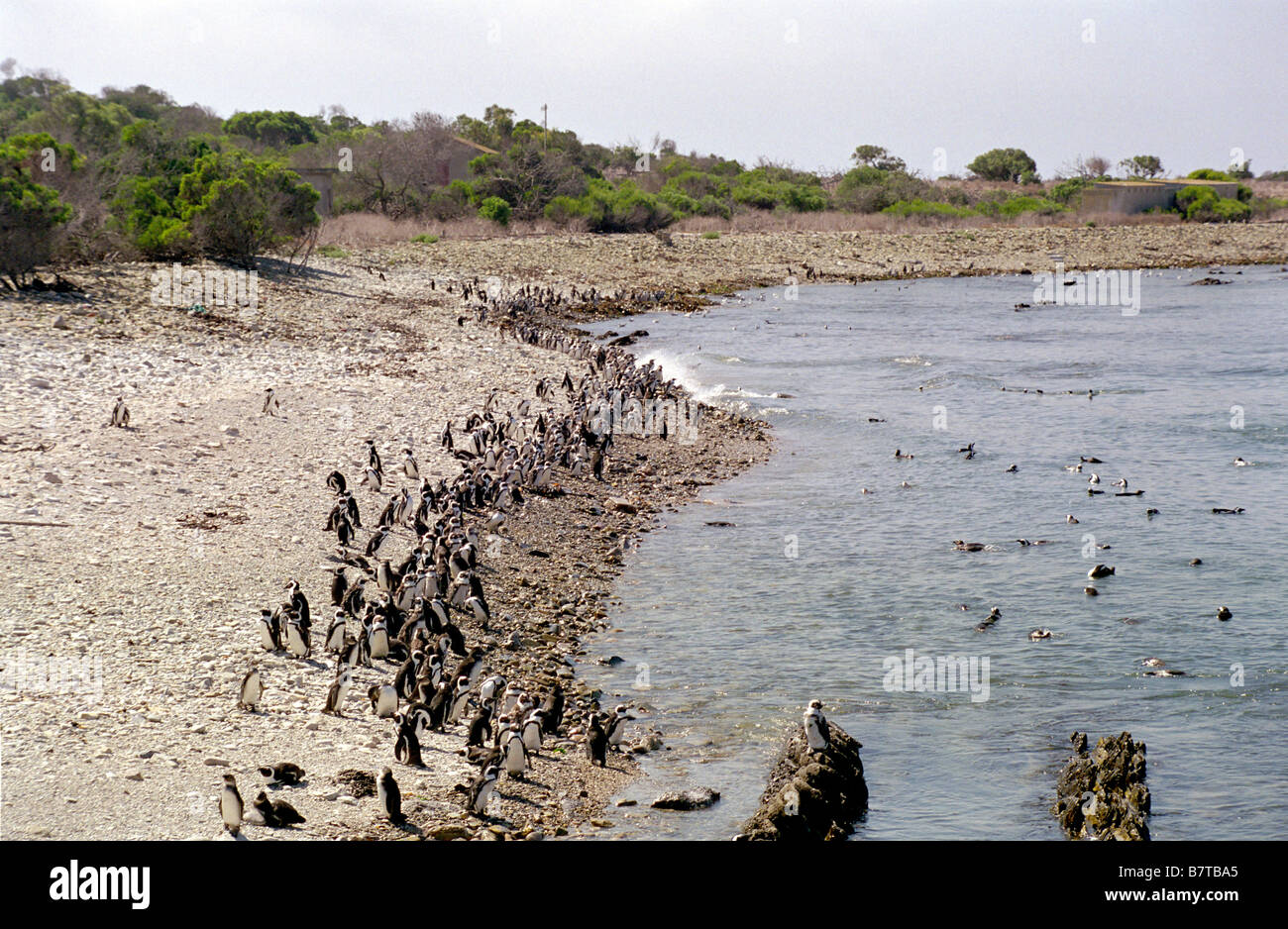 Foto della colonia di pinguini Jackass di Robben Island, appena fuori Città del Capo in Sud Africa. Foto Stock