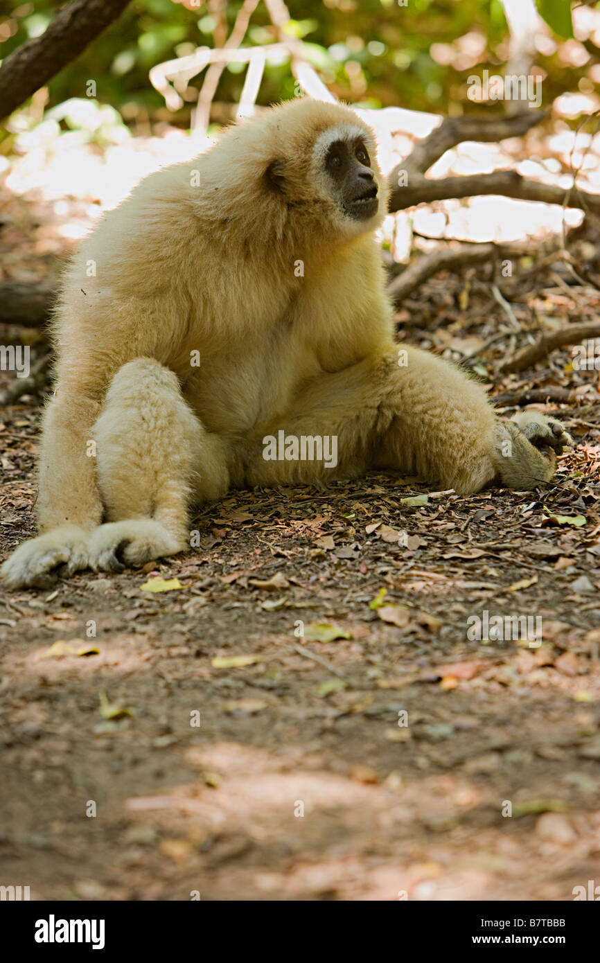 Mano bianca gibbone monkey insolitamente seduto a terra Foto Stock