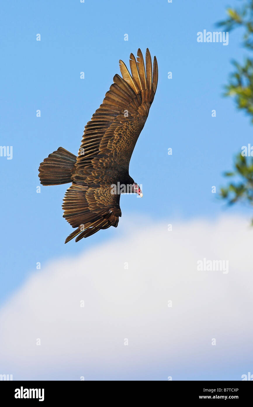 La Turchia vulture (Cathartes aura), volare, STATI UNITI D'AMERICA, Florida Foto Stock