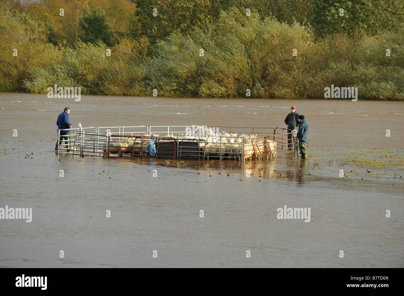 Gli agricoltori wade in acque alluvionali del fiume Eden per il soccorso di un gregge di pecore a trefoli Foto Stock