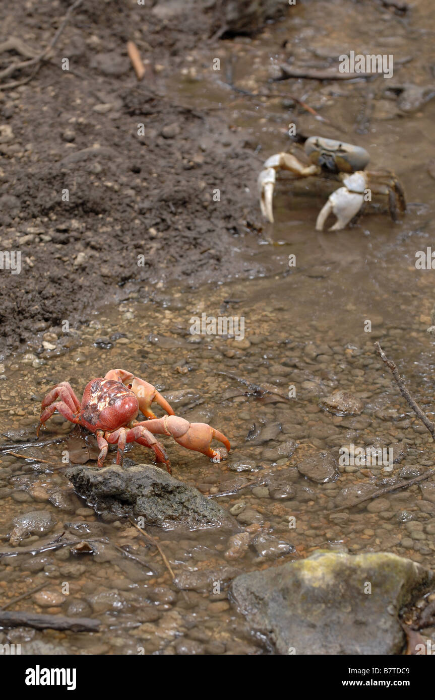 Un granchio rosso e un brigante crab passare da ogni altro sul Natale Isola dell'Australia occidentale costa del nord Foto Stock