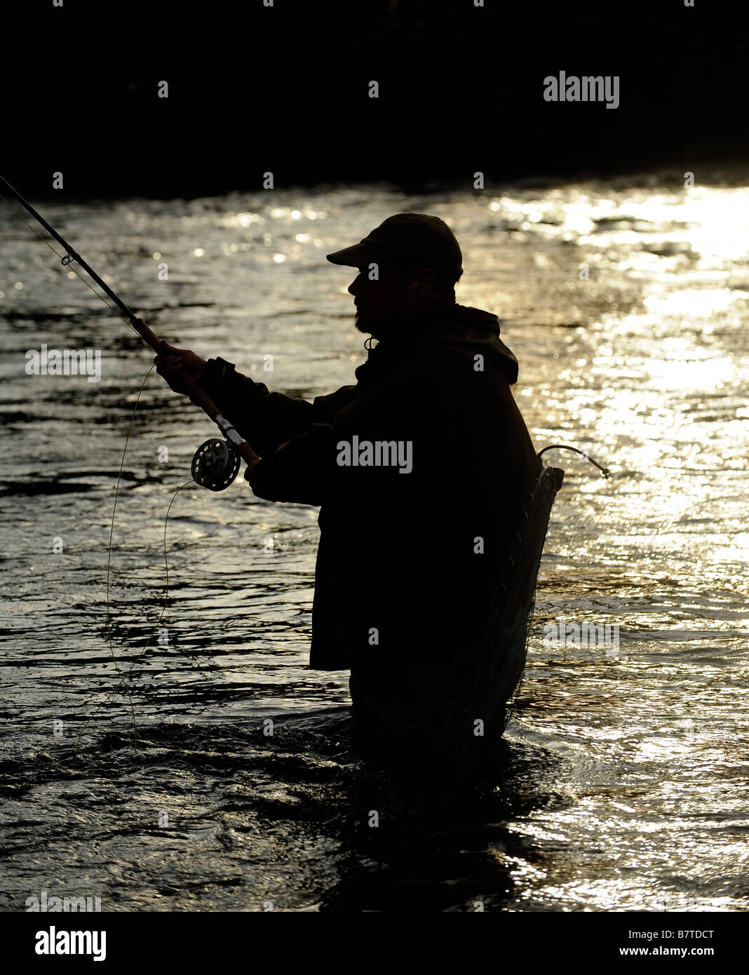 La pesca a mosca sul battito Horseburgh fiume Tweed Scozia Scotland Foto Stock