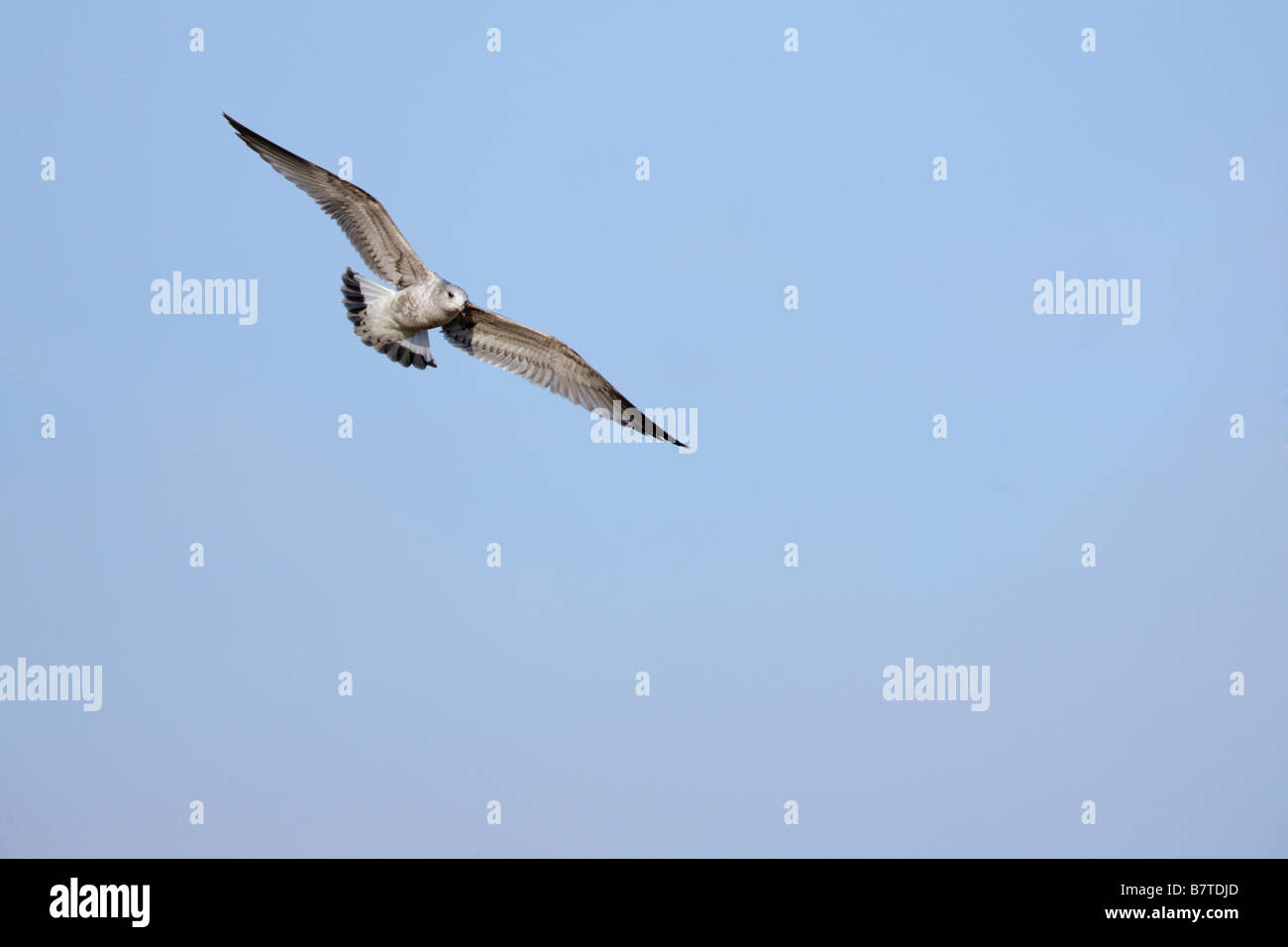 Gabbiano comune Larus canus in volo con blue sky Therfield Hertfordshire Foto Stock