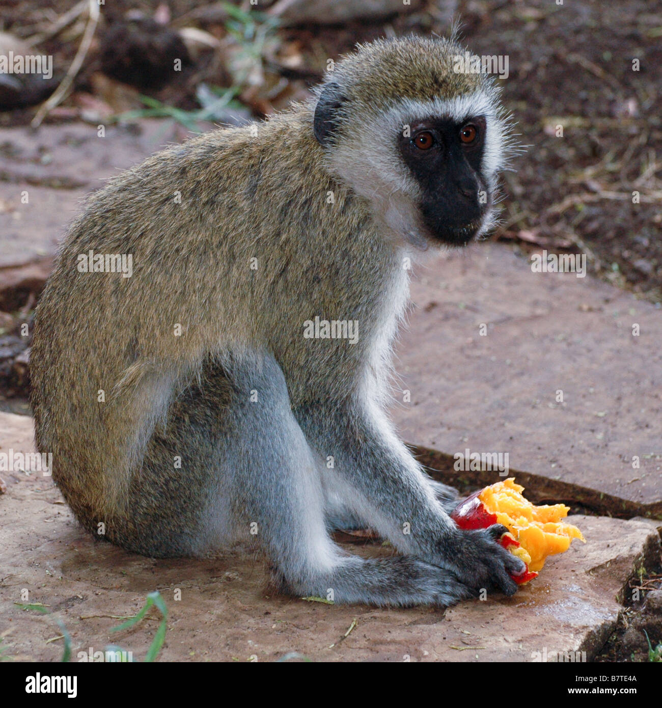 Grivet monkey mangiare frutta mango Foto Stock
