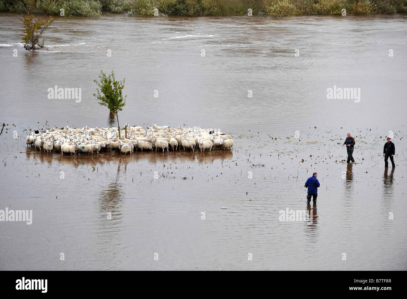 Gli agricoltori wade in acque alluvionali del fiume Eden per il soccorso di un gregge di pecore a trefoli Foto Stock