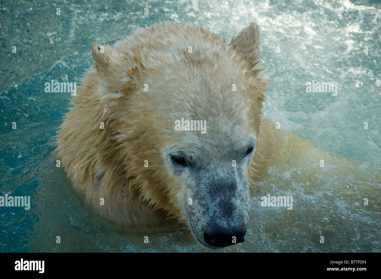 Orso polare il raffreddamento a Sea World Theme Park , Gold Coast , Australia Foto Stock