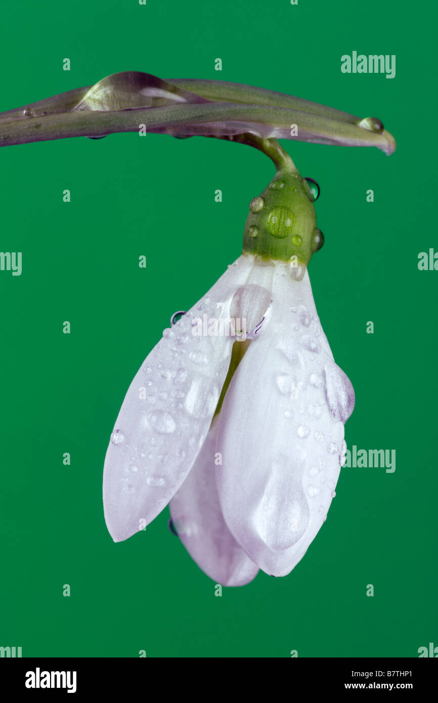 Common snowdrop Galanthus nivalis close up Foto Stock