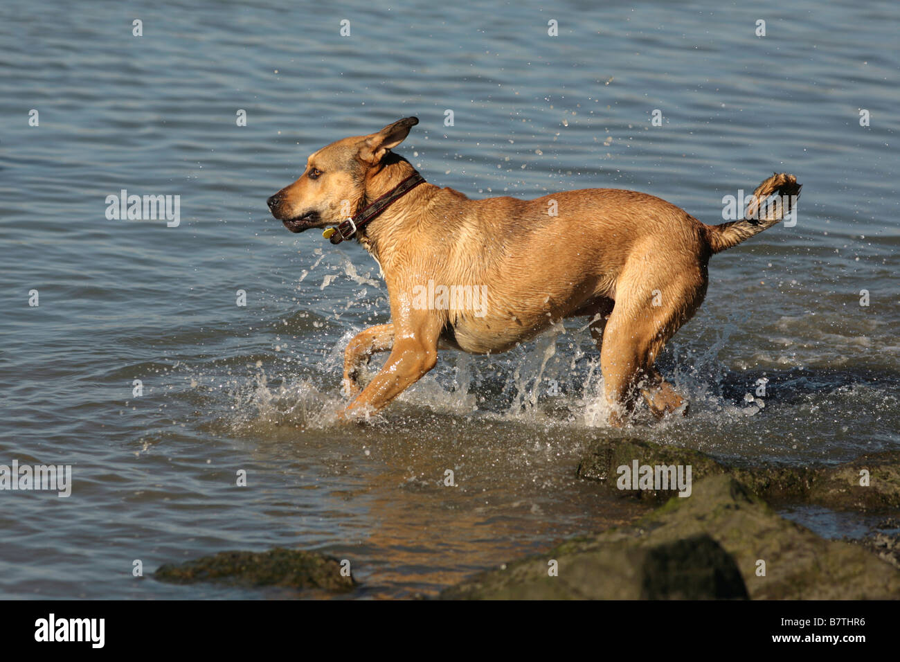 Cane che corre e sguazzare in acqua con orecchie e coda in aria Foto Stock