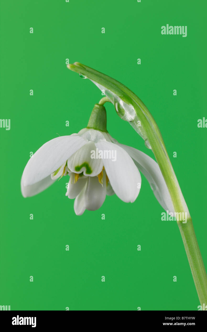 Snowdrop Galanthus nivalis close up Foto Stock