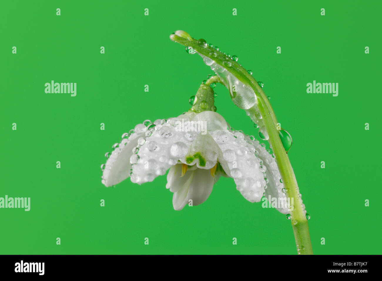 Snowdrop Galanthus nivalis close up Foto Stock