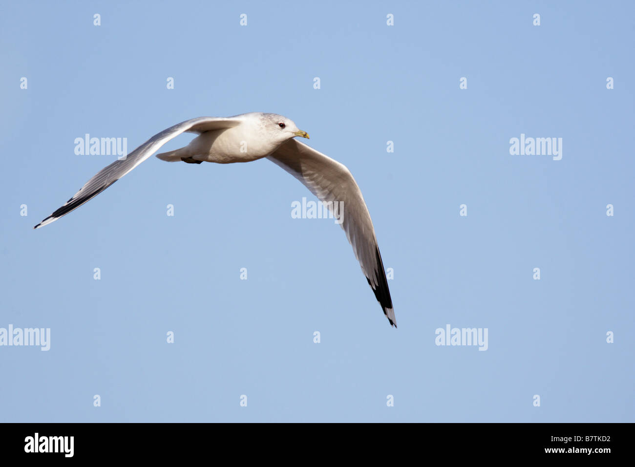 Gabbiano comune Larus canus in volo con blue sky Therfield Hertfordshire Foto Stock
