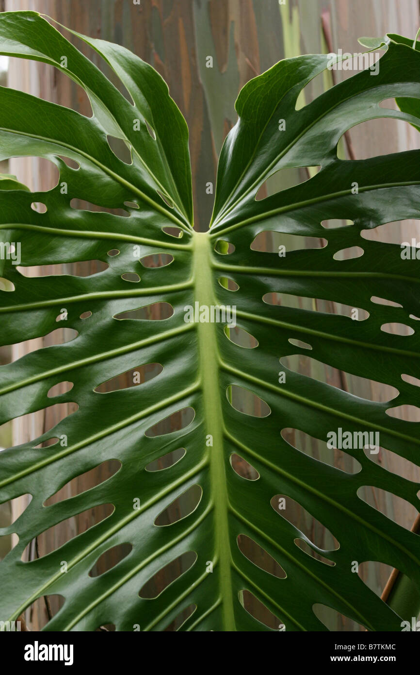 Monstera deliciosa foglia nella parte anteriore del multi-colore di corteccia di un arcobaleno gum tronco di eucalipto Foto Stock