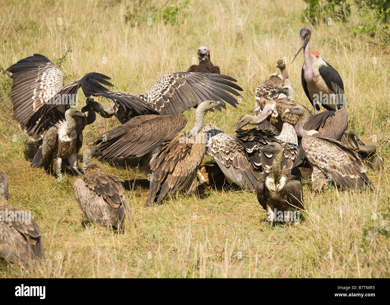 Gli avvoltoi sulla preda del Masai Mara in Kenya Foto Stock