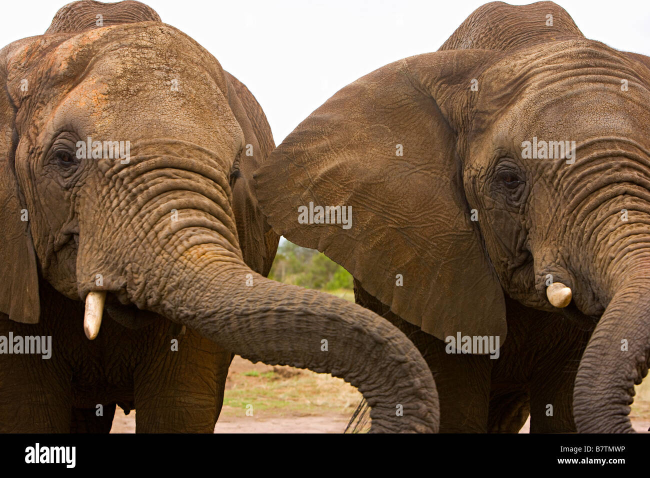In prossimità dei due maschio elefanti africani in Sud Africa che mostra i loro tronchi e zanne Foto Stock