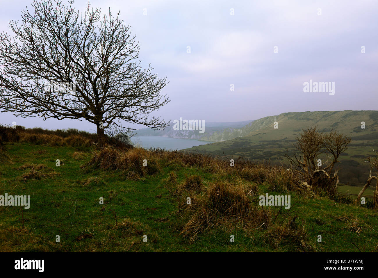 Scena invernale in Purbecks con il mare e le sue coste nella distanza con Lone Tree sul foschia mattutina Dorset Foto Stock