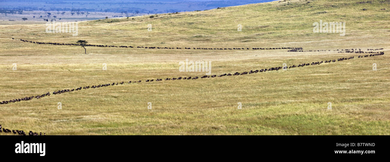 Il Kenya, il Masai Mara, Narok distretto. Lungo le colonne di gnu zig-zag attraverso pianure erbose durante la migrazione di GNU Foto Stock