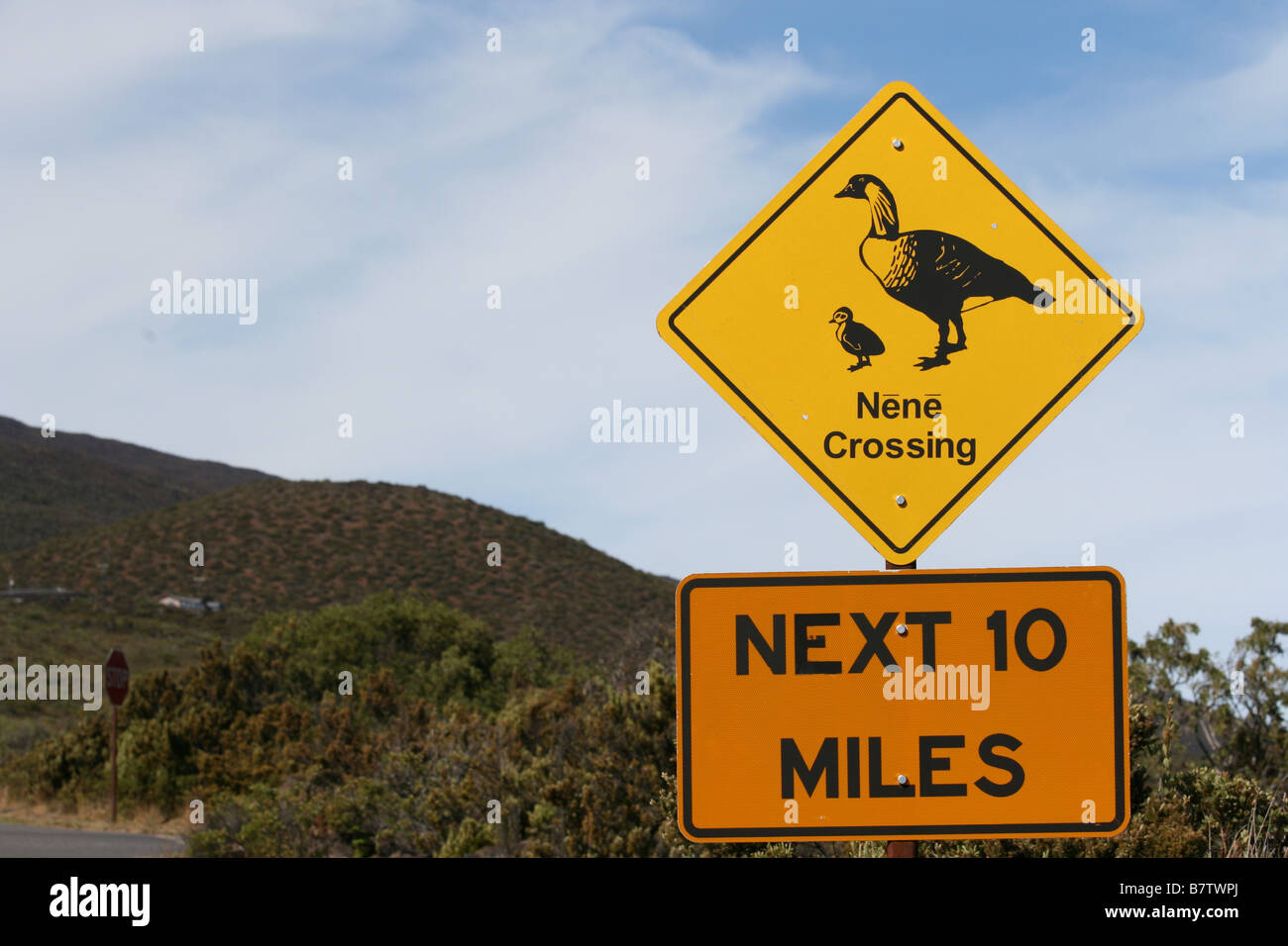 Nene attraversando cartello stradale di haleakala national park in Maui, Hawaii Foto Stock