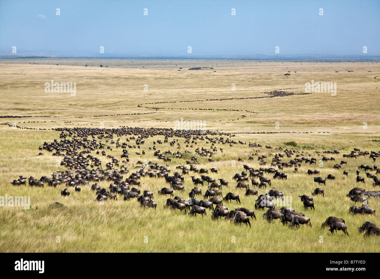 Il Kenya, il Masai Mara, Narok distretto. Lungo le colonne di gnu zig-zag attraverso pianure erbose durante la migrazione di GNU Foto Stock