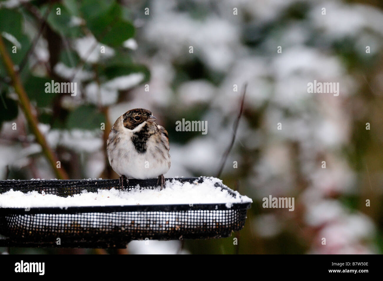 Reed Bunting ( Emberiza schoeniclus ) Buntings Reed Foto Stock