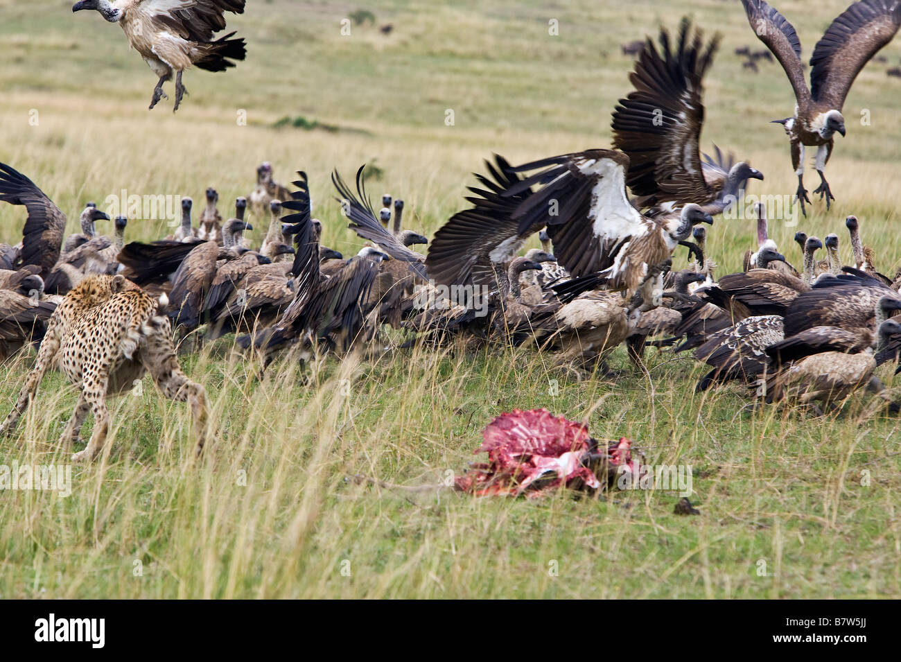 Il Kenya, il Masai Mara, Narok distretto. Un ghepardo vede al via gli avvoltoi che invadono il suo kill nella Riserva Nazionale di Masai Mara Foto Stock