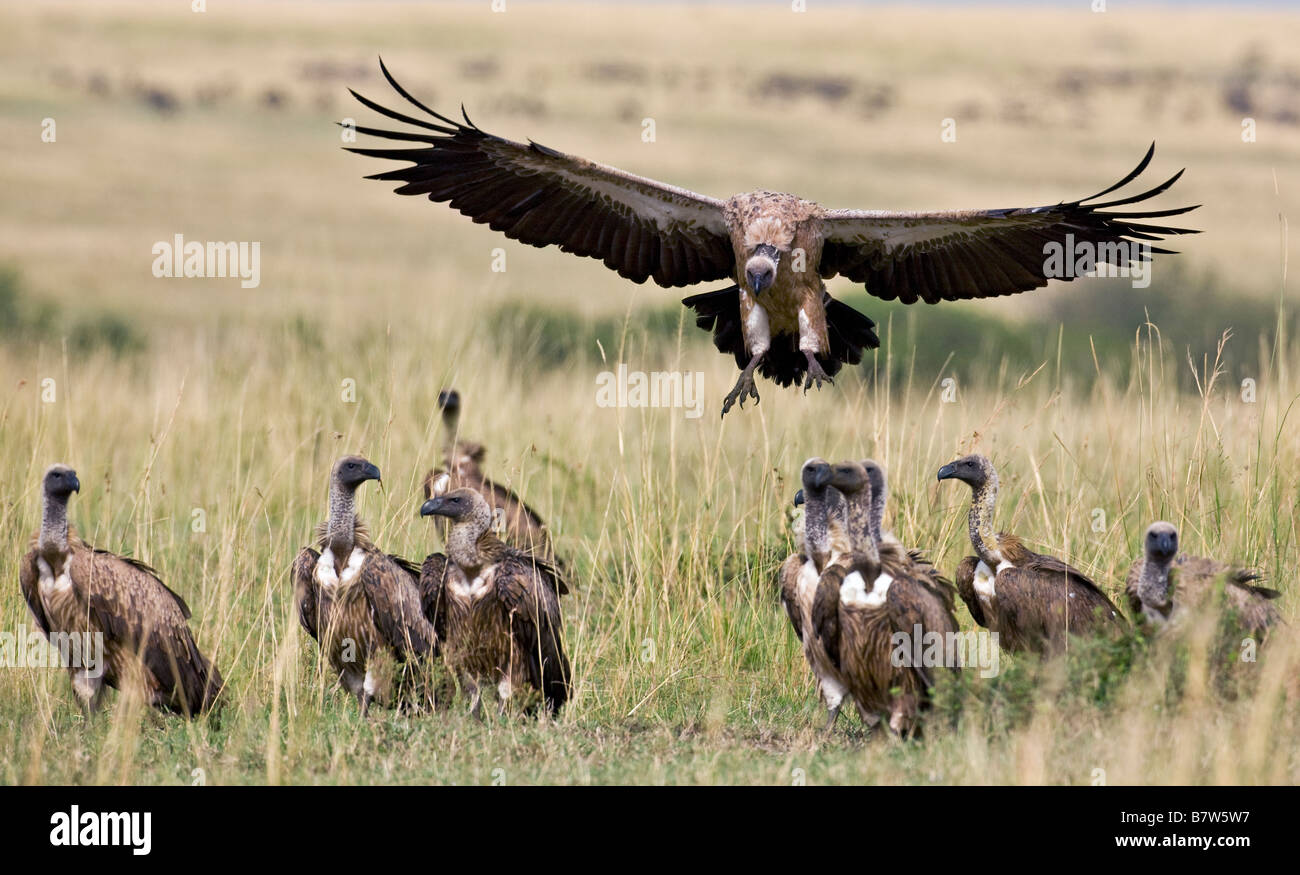 Il Kenya, il Masai Mara, Narok distretto. Un bianco-backed vulture arriva a terra vicino a uccidere il Masai Mara riserva nazionale Foto Stock