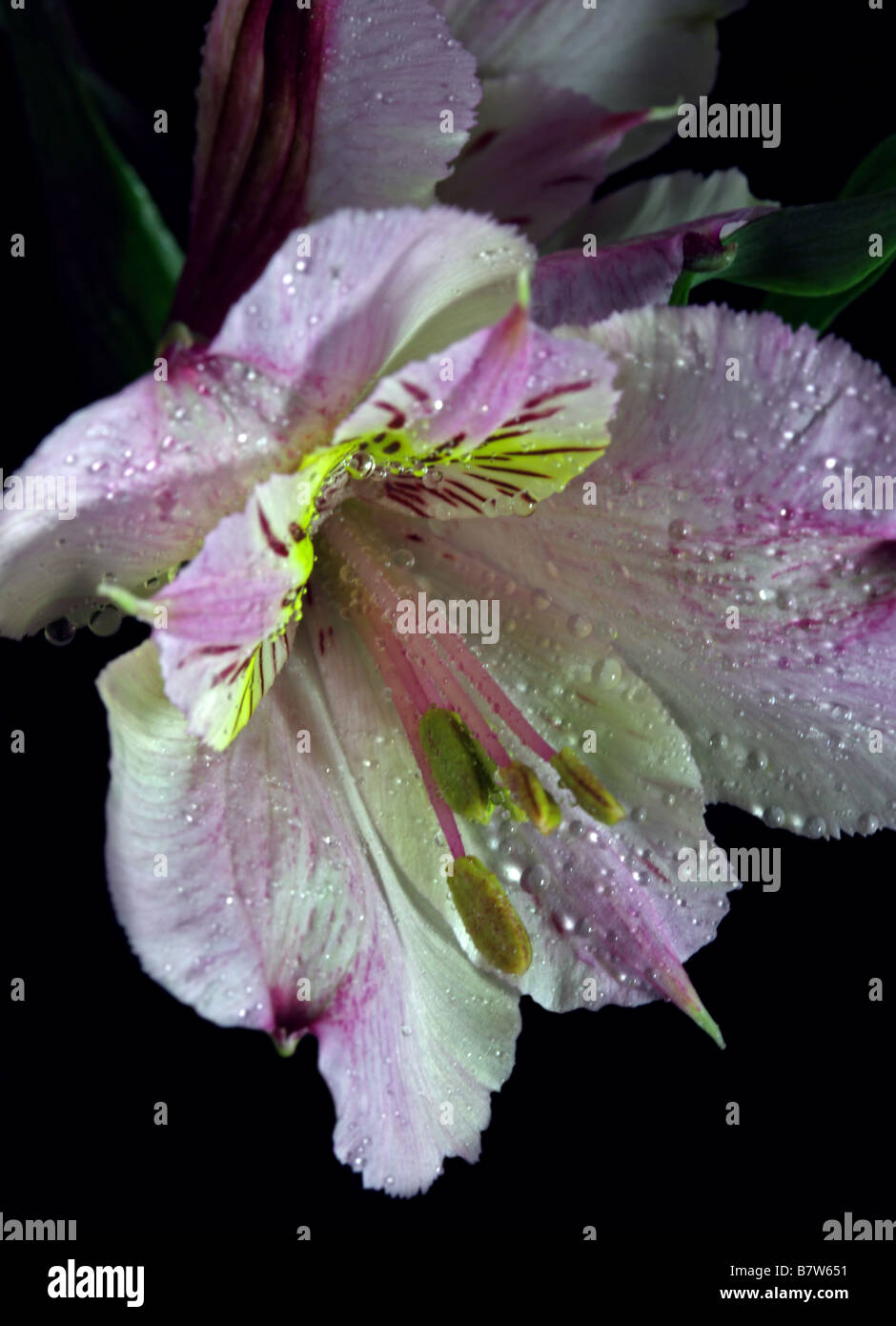 Alstroemeria rosa (peruviano Lily) Foto Stock