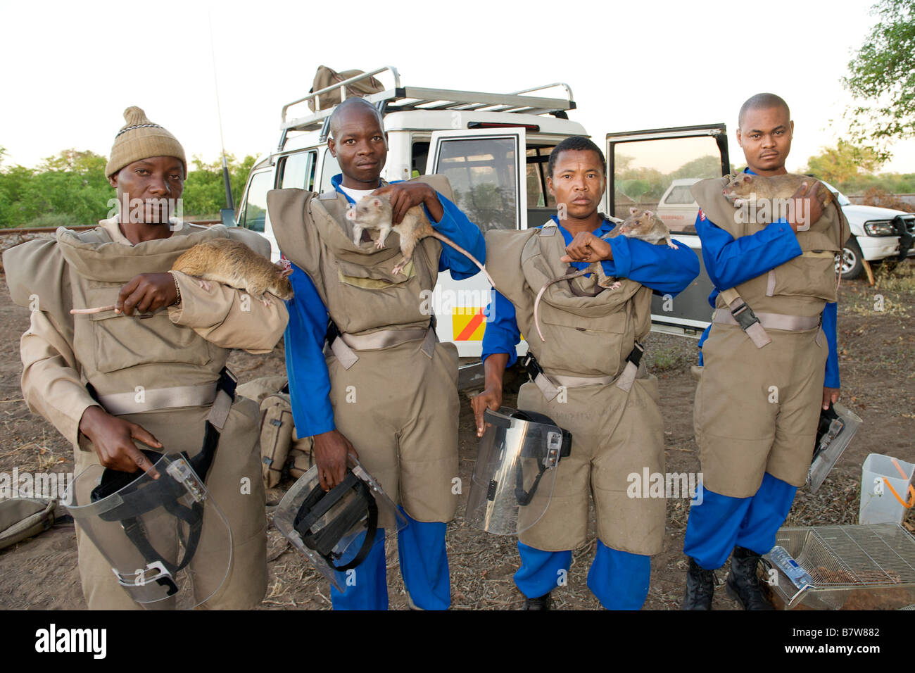 MDR (rilevamento delle mine antiuomo il ratto) i gestori con il loro  abbigliamento protettivo e alcuni dei ratti addestrati nella provincia di  Gaza in Mozambico Foto stock - Alamy