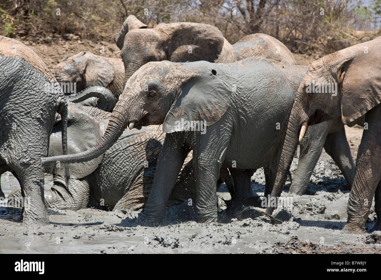 Kenya, Tsavo Est, Ithumba. Giovani elefanti godetevi un bagno di fango a Ithumba in una unità per gli orfani Foto Stock