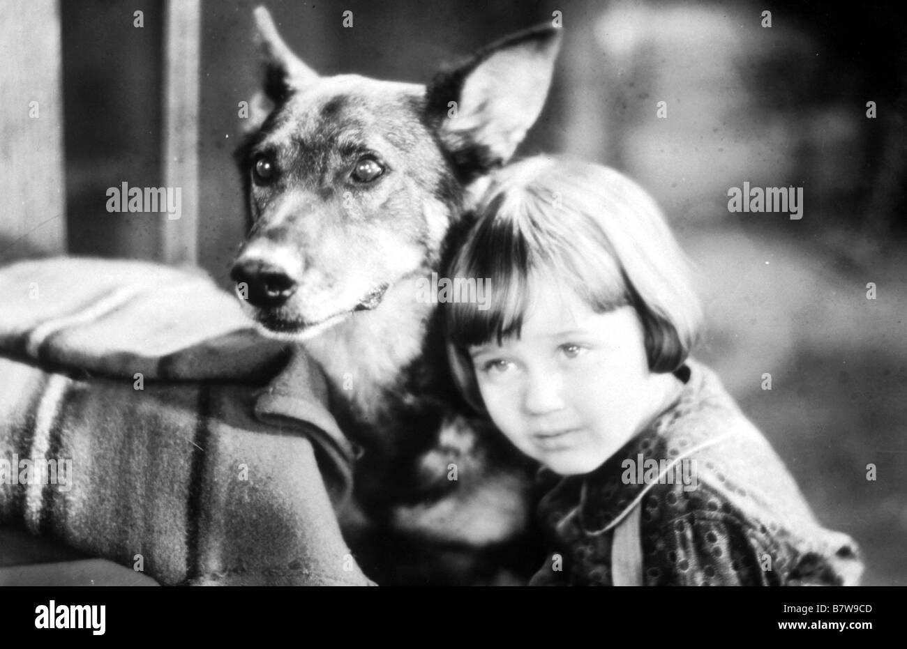 Rintintin Il Cane Lupo / rintintin Anno: 1933 USA Direttore: Colbert Clark Harry L. Fraser Foto Stock