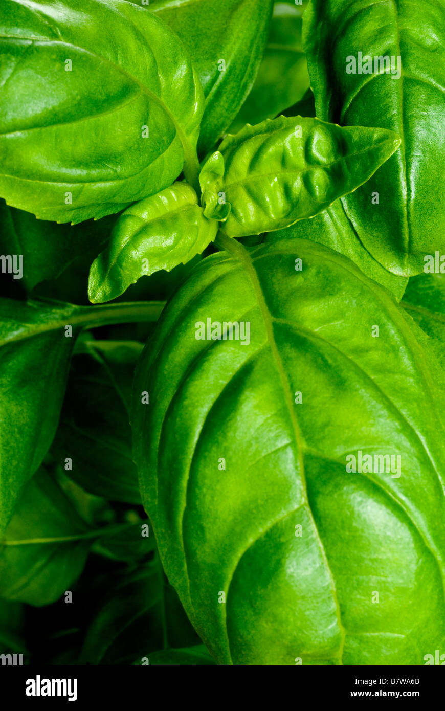 Di foglie di basilico fresco sulla crescita su una vera e propria pianta in vaso Foto Stock