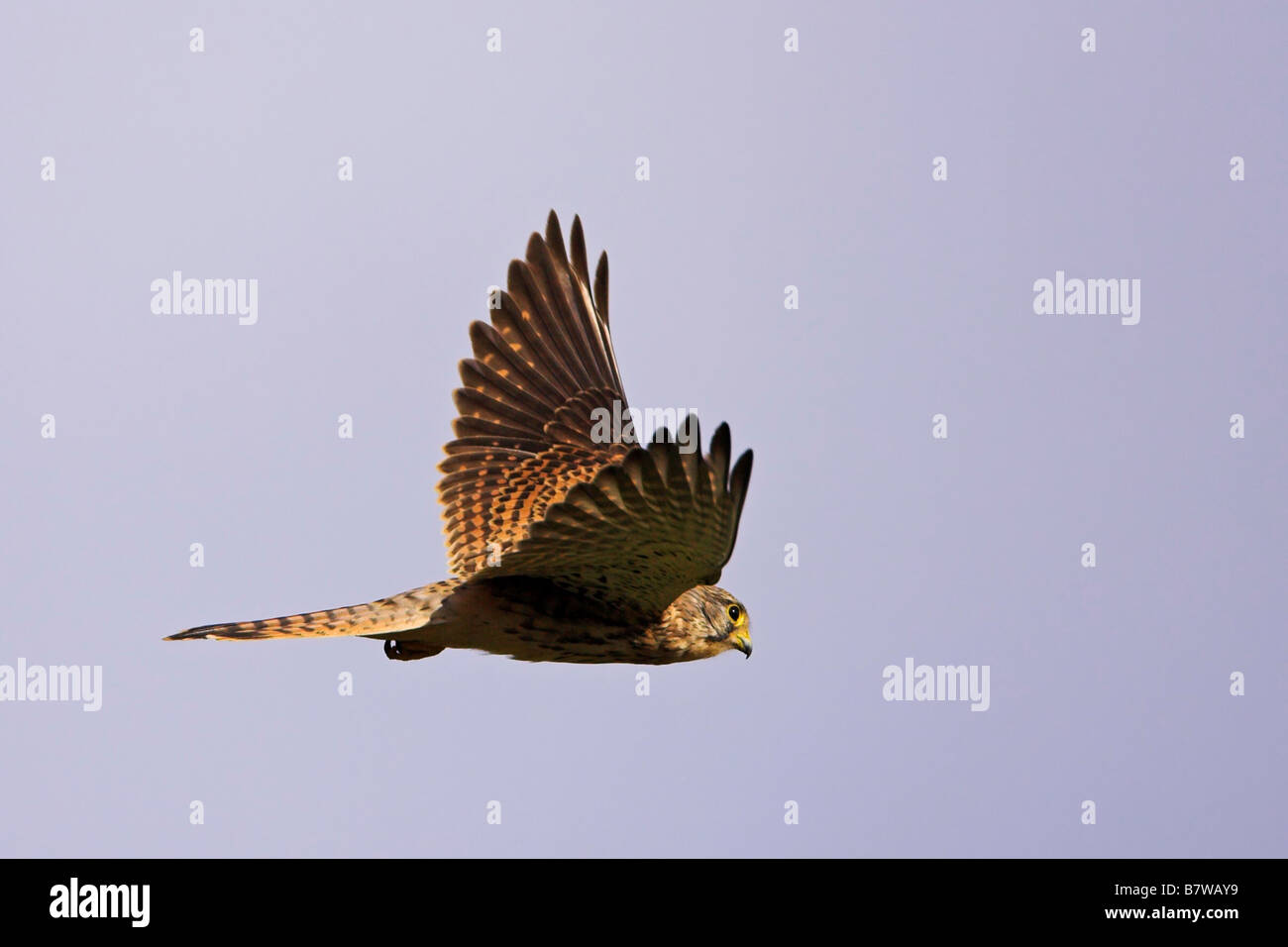Comune di gheppio (Falco tinnunculus), battenti, in Germania, in Renania Palatinato Foto Stock Comune di gheppio (Falco tinnunculus), battenti, in Germania, in Renania Palatinato Foto Stock