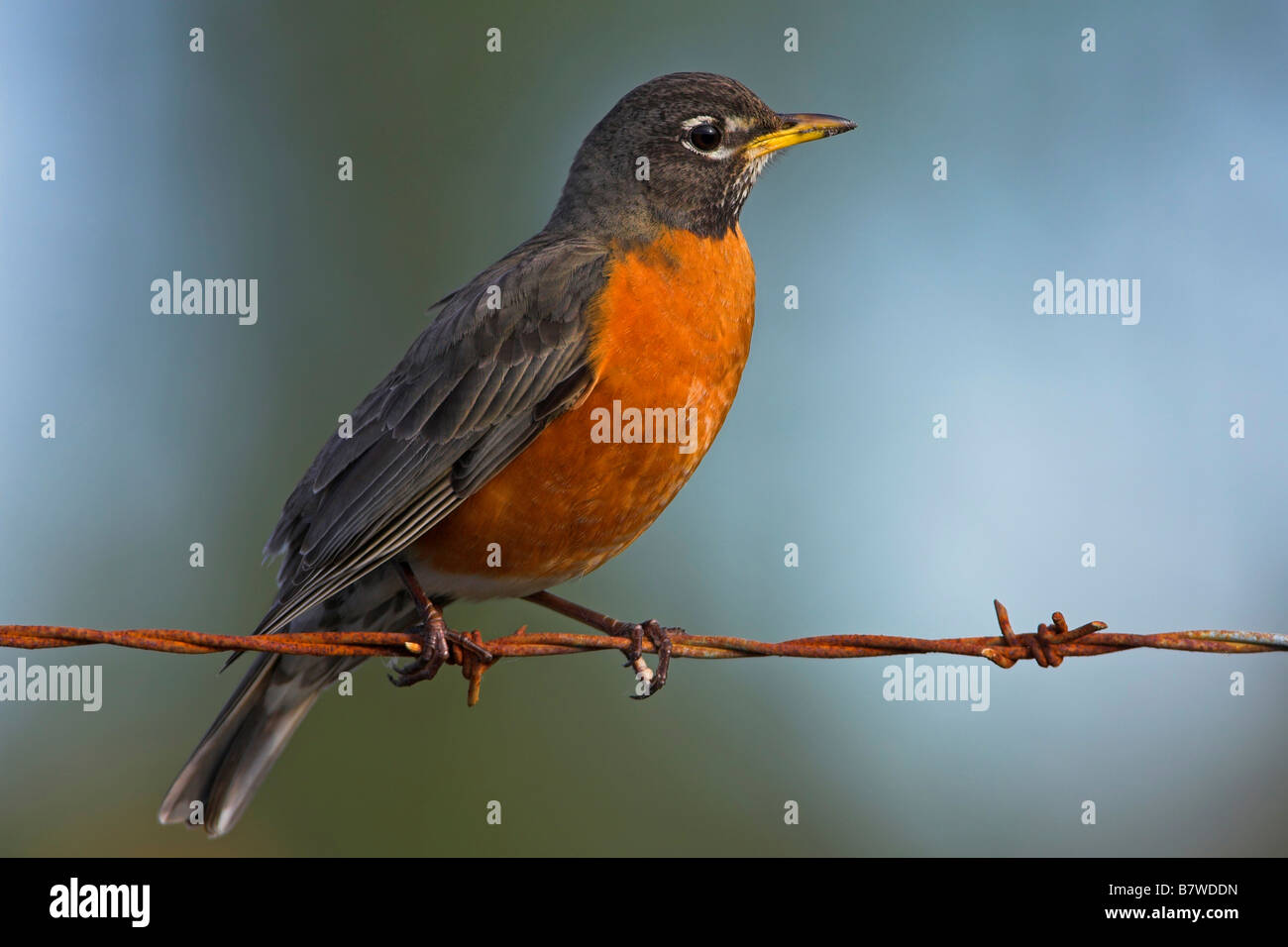 American robin (Turdus migratorius), seduta sul filo spinato, STATI UNITI D'AMERICA, Florida Foto Stock