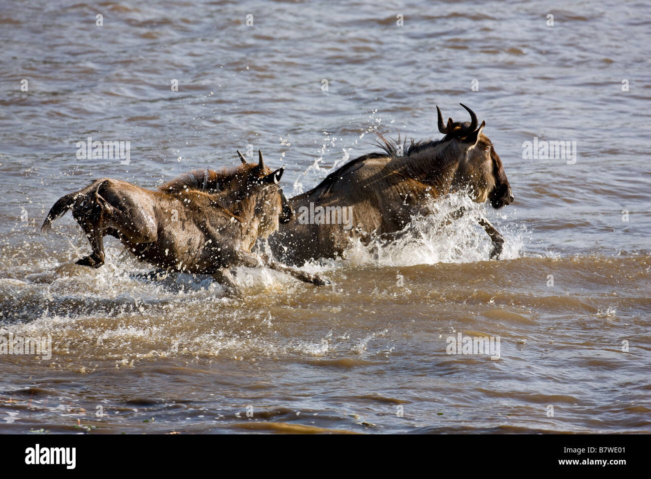 Il Kenya, il Masai Mara, Narok distretto. Gnu immergersi attraverso il fiume di Mara durante la loro migrazione annuale Foto Stock