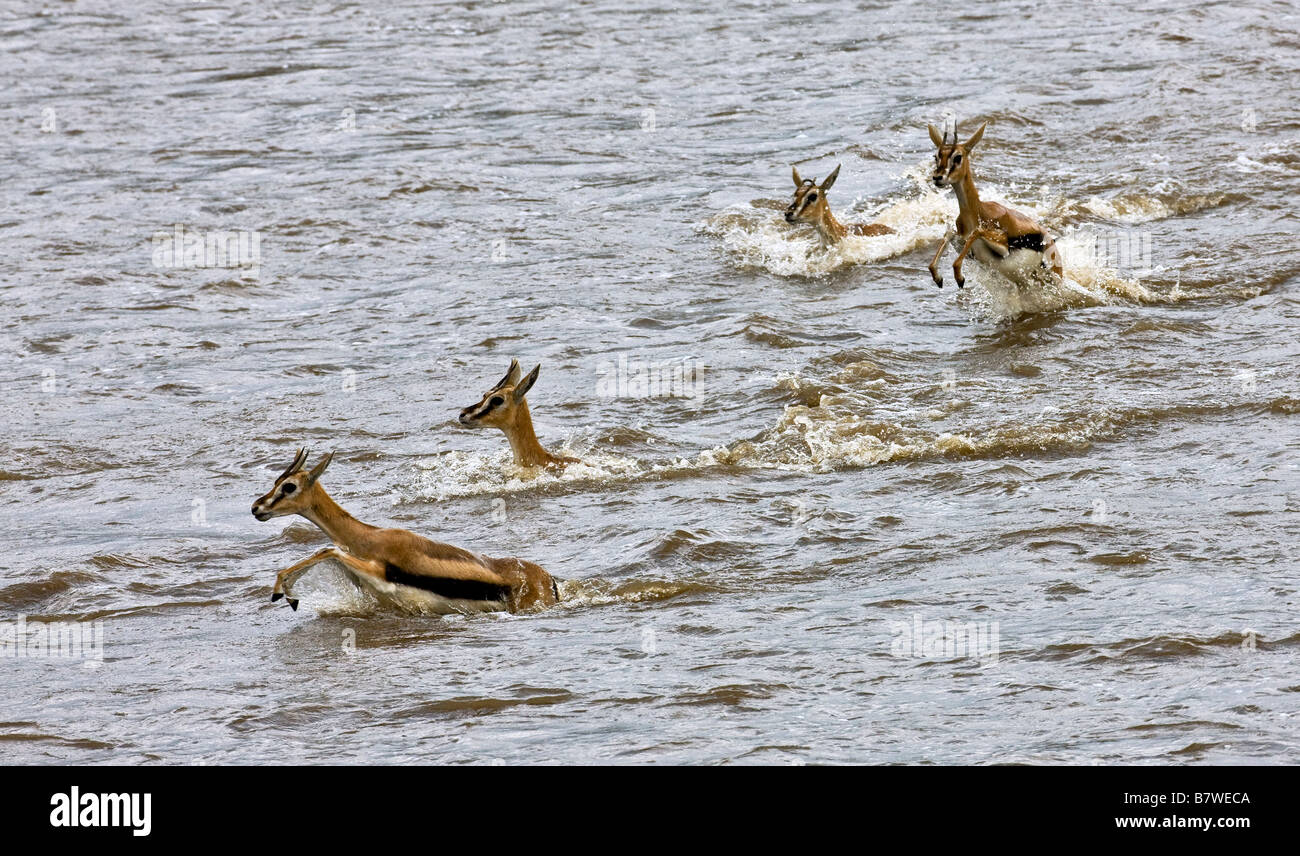 Il Kenya, il Masai Mara, Narok distretto. Thomson gazzelle attraversando il fiume Mara nella Riserva Nazionale di Masai Mara Foto Stock