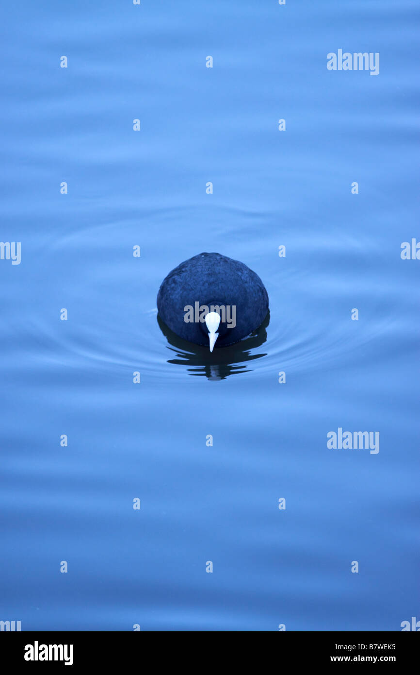 Eurasian Coot su Swithland acqua, (serbatoio) Leicestershire. Foto Stock