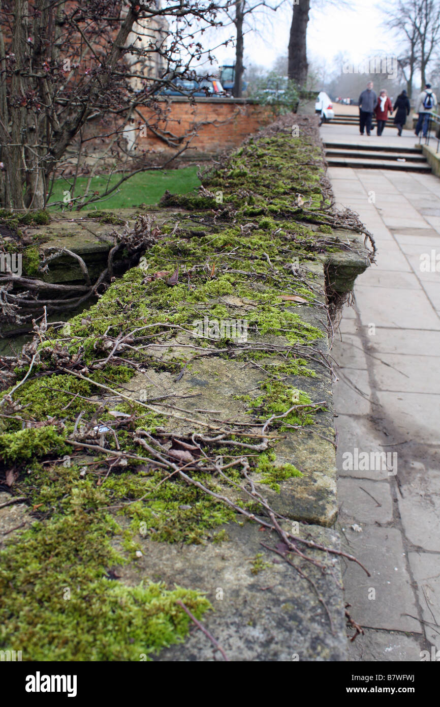 Moss parete coperta Foto Stock