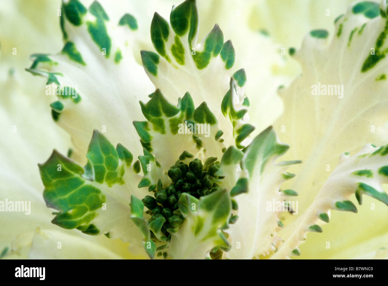 Cavoli ornamentali (close-up) Foto Stock